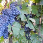 Valcic Cabernet Sauvignine