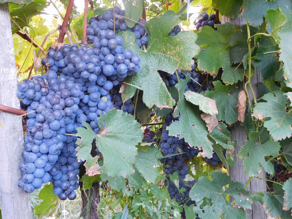 Valcic Cabernet Sauvignine