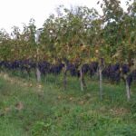 Vinarija Ub