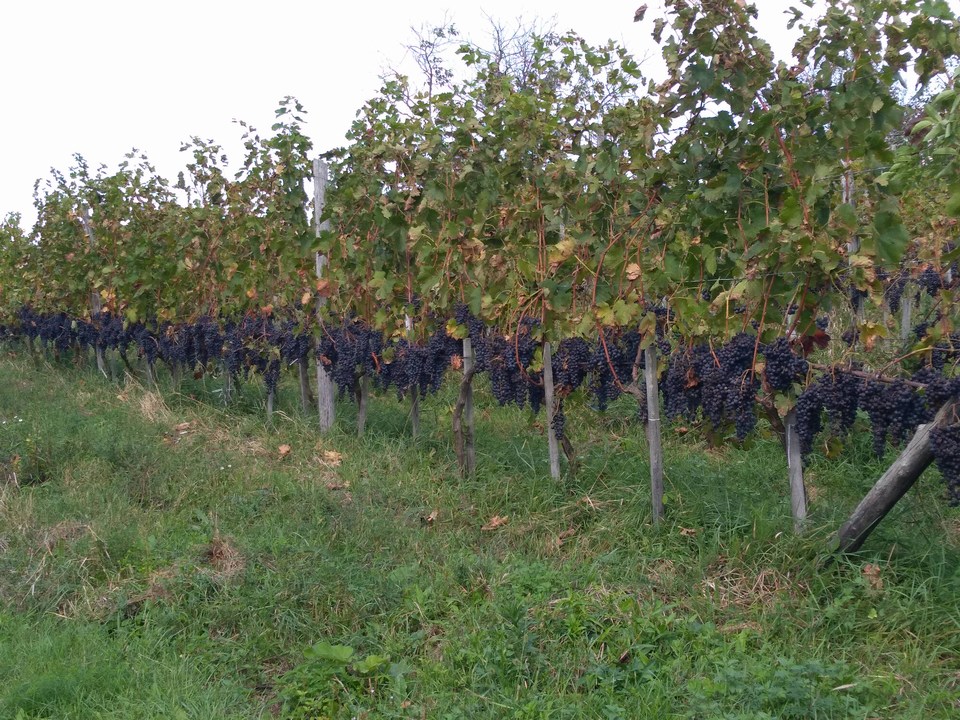 Vinarija Ub
