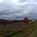 Vinograd selo Gvozdenovic