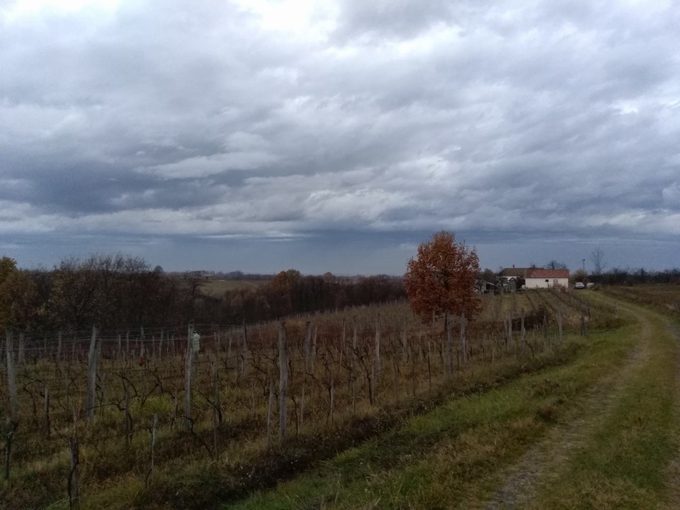 Vinograd selo Gvozdenovic