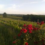 Vinograd Valcic