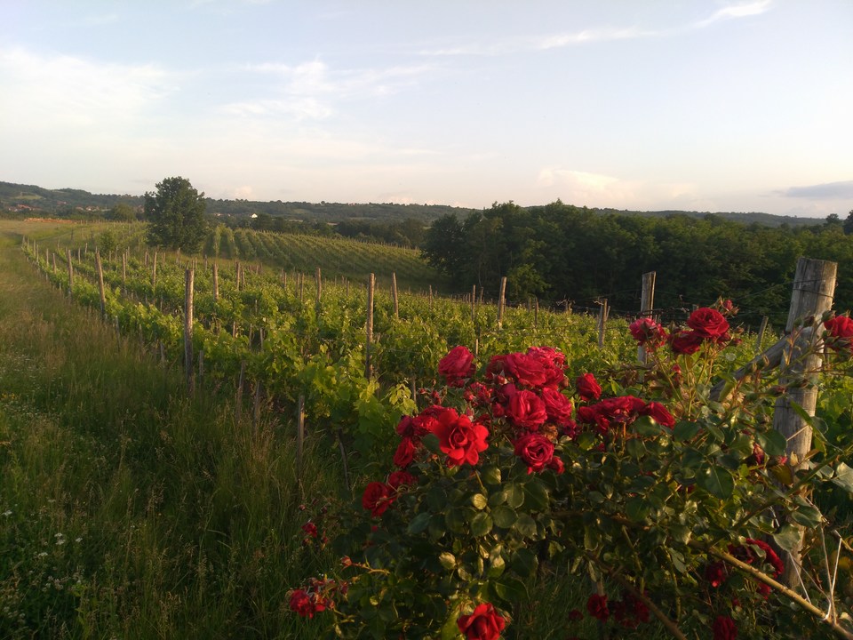 Vinograd Valcic